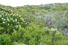 0961-Reis Zuid-Afrika2007